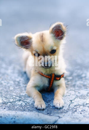 Charmant petit adorable chihuahua chiot sur fond flou. assis sur le sol. Banque D'Images
