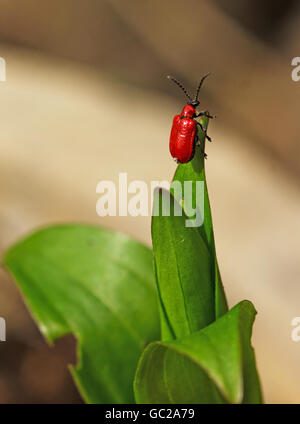 Lilly écarlate Beetle grimper au sommet f une feuille prête à prendre son envol Banque D'Images