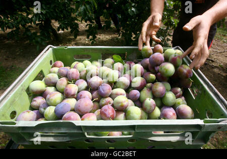 Les prunes sont cueillies à la ferme Clock House de Coxheath, dans le Kent, alors que les producteurs luttent contre les prunes importées et le manque d'espace de stockage dans les supermarchés britanniques. Banque D'Images