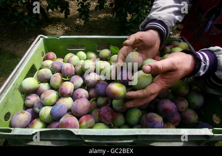 Les prunes britannique en crise Banque D'Images