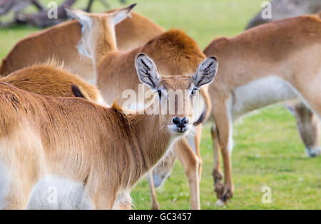 Un troupeau de cobes lechwes rouges femelle (Kobus leche leche) à partir de la Zambie, dans le Yorkshire Wildlife Park Banque D'Images