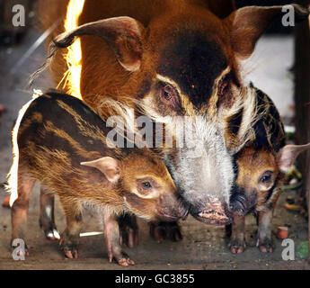 Les porcelets de porcs de Red River Sammi et Becca avec la mère Bellein dans leur enceinte au zoo d'Édimbourg. Banque D'Images