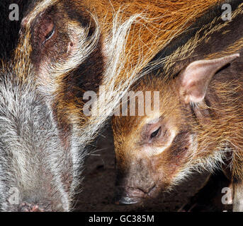 Red River Hog piglet Sammi avec la mère Bellein dans leur enceinte au zoo d'Édimbourg. Banque D'Images