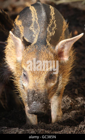 Red River Hog piglet Sammi dans son enceinte au zoo d'Édimbourg. Banque D'Images