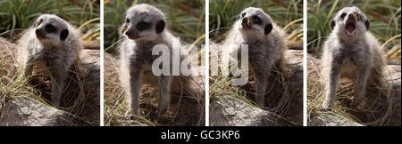 Meerkats Bébé à Blair Drummond Safari Park Banque D'Images