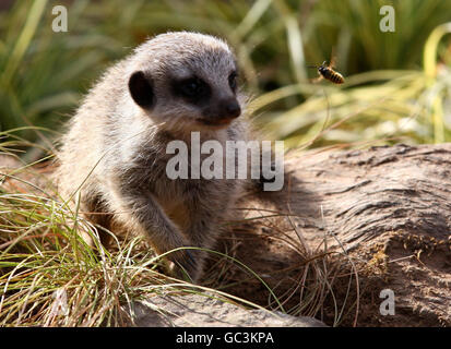 Meerkats Bébé à Blair Drummond Safari Park Banque D'Images