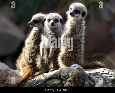 Meerkats Bébé à Blair Drummond Safari Park Banque D'Images