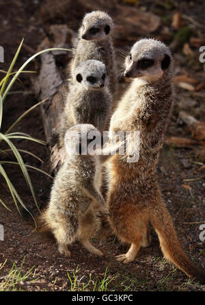 Baby Meerkats au parc de safari Blair Drummond.Trois bébés Meerkats avec leur père au parc de safari Blair Drummond près de Stirling en Écosse. Banque D'Images