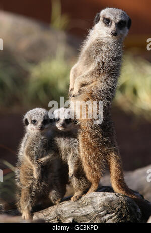 Deux jeunes Meerkats avec leur père au parc de safari Blair Drummond près de Stirling en Écosse. Banque D'Images