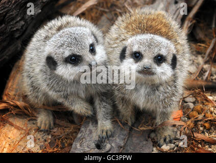 Les suricates au Zoo de Londres Banque D'Images