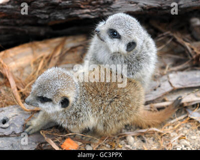 Les suricates au Zoo de Londres Banque D'Images