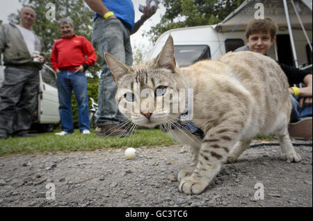 Leo le chat léopard des neiges du Bengale, âgé d'un an, pose pour la caméra au festival Oktoberfest VW à Cheddar, dans le Somerset. Banque D'Images