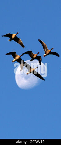 Une pelote d'oies à pieds roses survole la lune alors qu'elles arrivent à la réserve naturelle de la ferme de Vane RSPB, près du Loch Leven, en Écosse. Banque D'Images