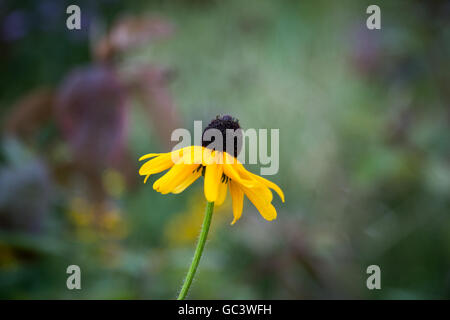 Close-up of a single black-eyed Susan. Banque D'Images