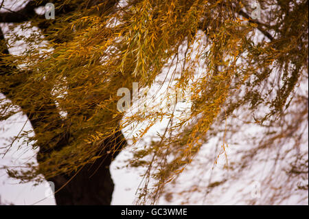 Un saule dans un souffle de vent à la fin de l'automne. Banque D'Images