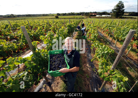 D'excellentes récoltes attendues pour English Vineyards Banque D'Images