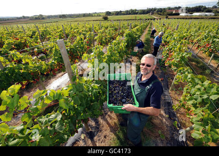 Stuart Smith récolte des raisins dans son vignoble Ryedale de Westow, près de York. Le producteur commercial le plus au nord de l'Angleterre, a déclaré qu'il espérait produire 3,000 bouteilles de vin blanc et de rose cette année par rapport à 450 l'année dernière et qu'il aurait finalement augmenté cette production à 20,000 en cinq ans. Banque D'Images