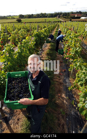 Stuart Smith récolte des raisins dans son vignoble Ryedale de Westow, près de York. Le producteur commercial le plus au nord de l'Angleterre, a déclaré qu'il espérait produire 3,000 bouteilles de vin blanc et de rose cette année par rapport à 450 l'année dernière et qu'il aurait finalement augmenté cette production à 20,000 en cinq ans. Banque D'Images