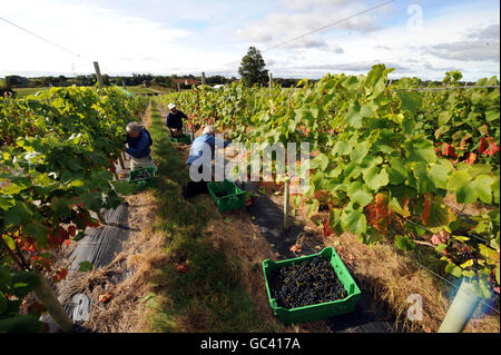 D'excellentes récoltes attendues pour English Vineyards Banque D'Images