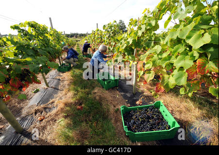 Les cueilleurs rassemblent des raisins au Ryedale Vineyard de Westow, près de York. Le producteur commercial le plus au nord de l'Angleterre, a déclaré qu'il espérait produire 3,000 bouteilles de vin blanc et de rose cette année par rapport à 450 l'année dernière et qu'il aurait finalement augmenté cette production à 20,000 en cinq ans. Banque D'Images