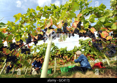 D'excellentes récoltes attendues pour English Vineyards Banque D'Images