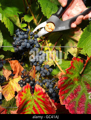 Les raisins sont récoltés au Ryedale Vineyard de Westow, près de York. Le producteur commercial le plus septentrional d'Angleterre, Stuart Smith, a déclaré qu'il espérait produire 3,000 bouteilles de vin blanc et de rose cette année par rapport à 450 l'année dernière et qu'il augmenterait cette production à 20,000 en cinq ans. Banque D'Images