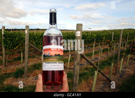 Une bouteille de vin du Yorkshire Sunset photographiée au Ryedale Vineyard de Westow, près de York. Le producteur commercial le plus septentrional d'Angleterre, Stuart Smith, a déclaré qu'il espérait produire 3,000 bouteilles de vin blanc et de rose cette année par rapport à 450 l'année dernière et qu'il augmenterait cette production à 20,000 en cinq ans. Banque D'Images