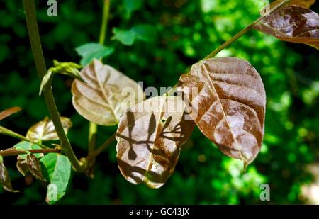 De plus en plus de feuilles macro brun sur une vigne. Banque D'Images