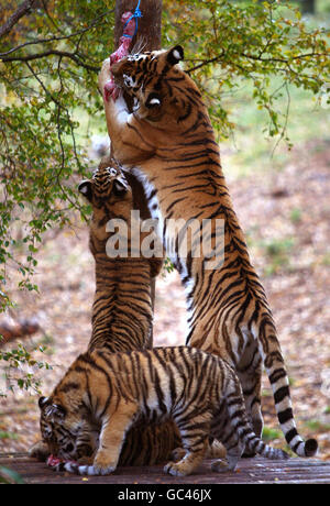 Sasha, un tigre d'Amour, au moment de nourrir ses trois petits de six mois Vladimir, Natalia et Dominika au Highland Wildlife Park à Kingussie. Banque D'Images