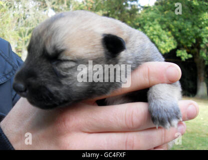 Un chiot « Huskinois » féminin sans nom, considéré comme le premier de son genre, une race croisée d'un Malinois belge et d'un Husky sibérien, est assis entre les mains de Darren Debenham, qui copossède DK9 Security Services à Ipswich, dans le Suffolk. Banque D'Images