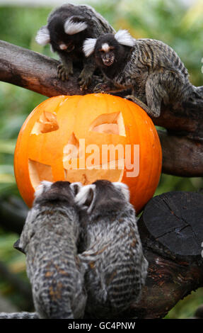 Des marmosets curieux du parc de safari Blair Drummond près de Stirling enquêtent sur une citrouille pleine de gourmandises animales en prévision de la fête d'Halloween de cette année qui aura lieu le samedi dans le parc . Banque D'Images