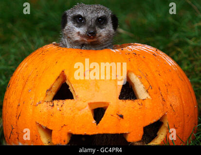 Un meerkat du parc safari Blair Drummond près de Stirling enquête sur une citrouille pleine de gourmandises animales en prévision de la fête d'Halloween de cette année qui aura lieu samedi dans le parc. Banque D'Images