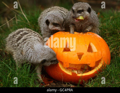 Des meerkats du parc safari Blair Drummond, près de Stirling, enquêtent sur une citrouille pleine de gourmandises animales en prévision de la fête d'Halloween de cette année qui aura lieu samedi dans le parc. Banque D'Images