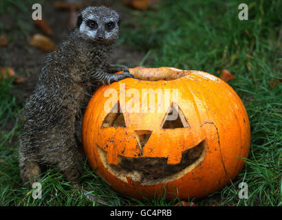 Un meerkat du parc safari Blair Drummond près de Stirling enquête sur une citrouille pleine de gourmandises animales en prévision de la fête d'Halloween de cette année qui aura lieu samedi dans le parc. Banque D'Images