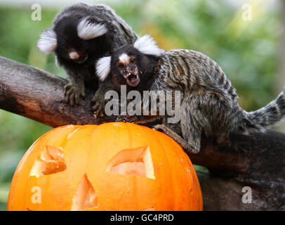 Des marmosets curieux du parc de safari Blair Drummond, près de Stirling, enquêtent sur une citrouille pleine de gourmandises animales en prévision de la fête d'Halloween de cette année qui aura lieu samedi dans le parc. Banque D'Images