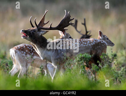 Temps d'automne. Deer au parc Wollaton à Nottingham. Banque D'Images