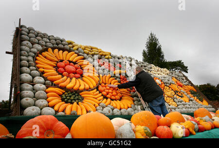 Robin Upton, qui dirige des citrouilles Slindon à Slindon, dans le West Sussex, examine une mosaïque de citrouilles créées sur son toit dans le cadre du festival local de la citrouille. Banque D'Images