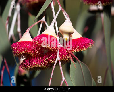 Eucalyptus Caesia, superbe princesse argent ou gungurru, est une fantastique petite gomme pleureur arbre originaire de l'Australie de l'Ouest les districts de mallee . Banque D'Images