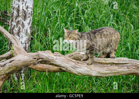 Belle Scottish Wildcat détente sur arbre dans la lumière du soleil d'été Banque D'Images