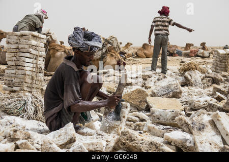 Un mineur de sel sculpte le sel du sol en blocs, prêt à être transporté à la ville depuis la dépression de Danakil Banque D'Images