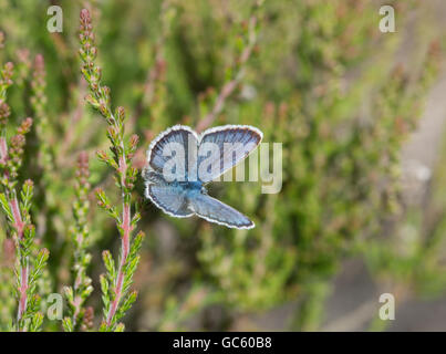 Papillon bleu à clous d'argent (Plebejus argus) dans la lande de Surrey, Angleterre, Royaume-Uni Banque D'Images