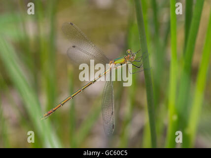 Mouche d'émeraude (lestes parraina) perchée sur des roseaux dans le Berkshire, Angleterre, Royaume-Uni Banque D'Images