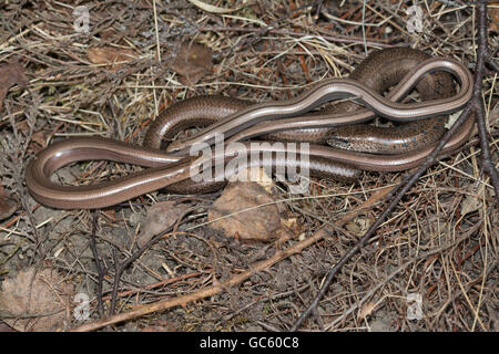 Trois vers lent (Anguis fragilis) dans le Berkshire, Angleterre Banque D'Images