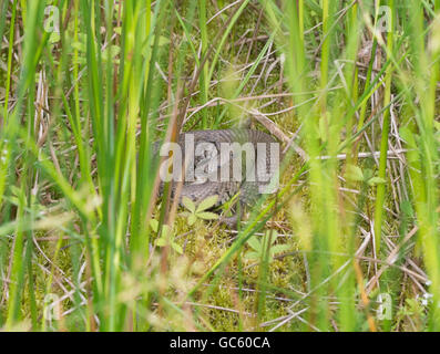 Couleuvre à collier (Natrix natrix) basking dans la mousse et les herbes dans le Berkshire, Angleterre Banque D'Images