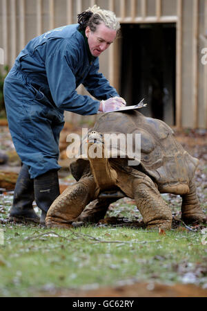 Sebastian Grant, gardien du zoo, est responsable de Dirk, un géant Galapagos Tortue, lors de la prise de stock annuelle au zoo de Londres, Londres. APPUYEZ SUR ASSOCIATION photo. Date de la photo: Mardi 5 janvier 2010. La prise de stock est un décompte de tous les animaux et est obligatoire pour chaque zoo. Voir PA Story ANIMALS Count. Le crédit photo devrait se lire : Anthony Devlin/PA Wire Banque D'Images