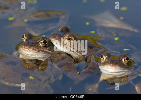 Trois grenouilles Rana temporaria moitié immergé dans l'étang de jardin à l'époque du frai Banque D'Images