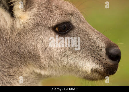 Wodonga (Macropus robustus), Safari de faune, Winston, Oregon Banque D'Images