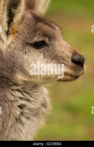 Wodonga (Macropus robustus), Safari de faune, Winston, Oregon Banque D'Images