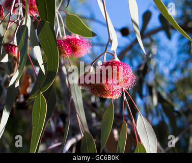 Eucalyptus Caesia, superbe princesse argent ou gungurru, est une fantastique petite gomme pleureur arbre originaire de l'Australie de l'Ouest les districts de mallee . Banque D'Images