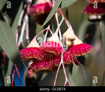 Eucalyptus Caesia, superbe princesse argent ou gungurru, est une fantastique petite gomme pleureur arbre originaire de l'Australie de l'Ouest les districts de mallee . Banque D'Images